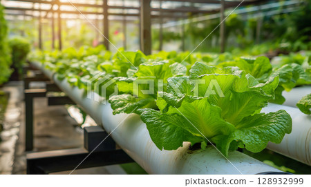 Indoor system for fresh lettuce farming 128932999