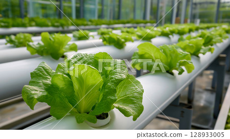 Indoor aquaculture system with lush green lettuce 128933005
