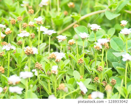 Beautiful white ground cover flower Kurapia Beautiful white ground cover flower Kurapia 128933042