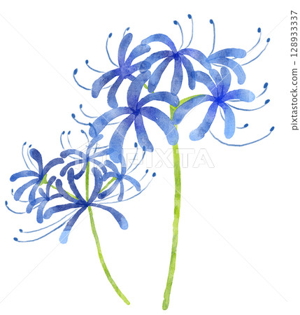 Two watercolor blue spider lilies 128933337