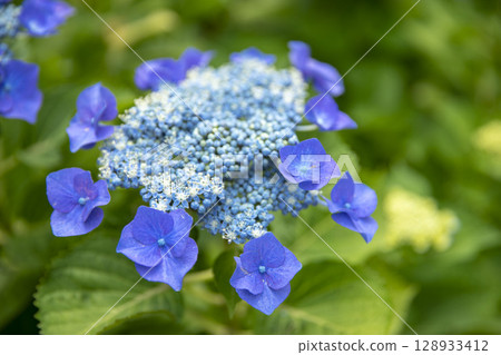 藍紫色繡球花（Gaku Hydrangea） 128933412