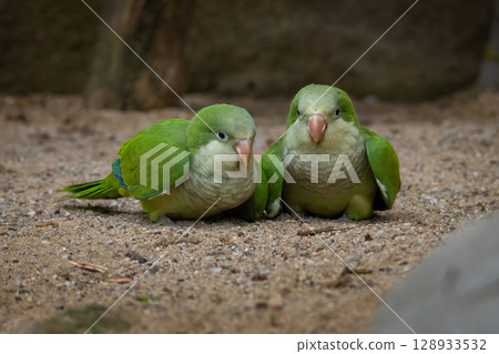 Two Monk parakeets (Myiopsitta monachus), also known as the quaker parrot. Two Monk parakeets (Myiopsitta monachus), also known as the quaker parrot. 128933532