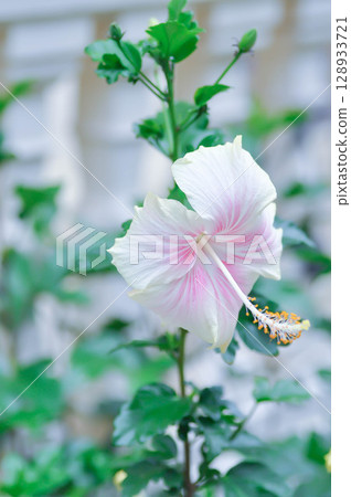 Chinese rose or Hibiscus or Hibiscus rosa sinensis or Hibisceae or Malvaceae , pink hibiscus Chinese rose or Hibiscus or Hibiscus rosa sinensis or Hibisceae or Malvaceae , pink hibiscus 128933721