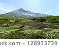 位於北海道大雪山的周莊平，俯瞰旭岳。 7月，高山植物盛開，景色壯麗，令人感受到大自然的氣息和地熱的溫暖。 128933739