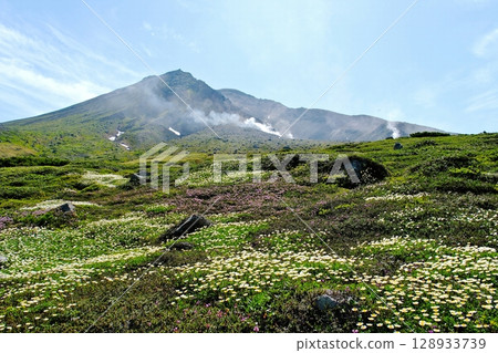 位於北海道大雪山的周莊平,俯瞰旭岳。 7月,高山植物盛開,景色壯麗,令人感受到大自然的氣息和地熱的溫暖。 位於北海道大雪山的周莊平,俯瞰旭岳。 7月,高山植物盛開,景色壯麗,令人感受到大自然的氣息和地熱的溫暖。 128933739