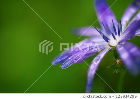 Chicory flowers on a rainy day 128934299