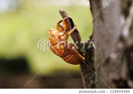 molted cicada shell 128934360