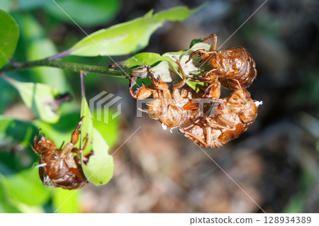 molted cicada shell molted cicada shell 128934389