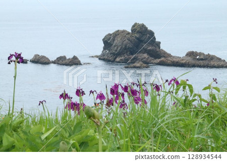 夏季野花盛開的中須賀種差海岸 夏季野花盛開的中須賀種差海岸 128934544
