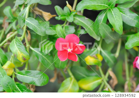 Catharanthus roseus G Don ,APOCYNACEAE or Madagascar periwinkle or Vinca or Old maid Catharanthus roseus G Don ,APOCYNACEAE or Madagascar periwinkle or Vinca or Old maid 128934592