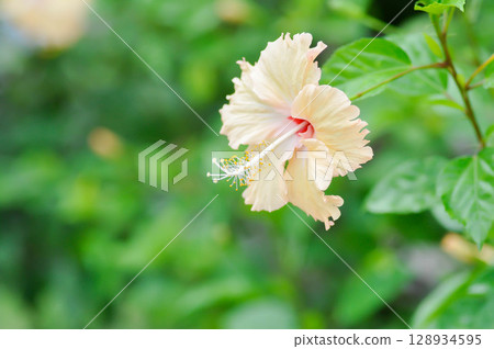 Chinese rose or Hibiscus or Hibiscus rosa sinensis or Hibisceae or Malvaceae , white hibiscus or cream coloured flower or beige flower Chinese rose or Hibiscus or Hibiscus rosa sinensis or Hibisceae or Malvaceae , white hibiscus or cream coloured flower or beige flower 128934595