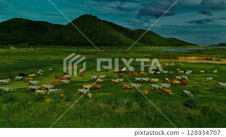 aerial photography ducumentary Herd of cows grazing on the meadow near the lake at sunset  128934707