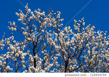 Sunny weather plum Sunny weather plum 128934744