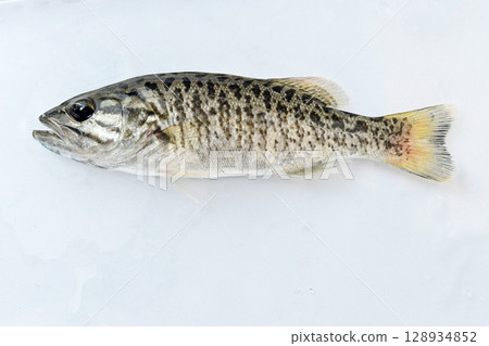 在荒川支流入間川捕獲的幼小嘴鱸魚 128934852