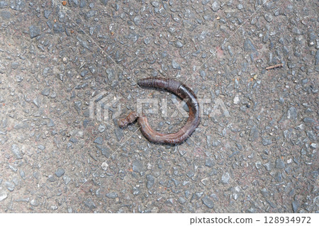 Dead earthworm 128934972