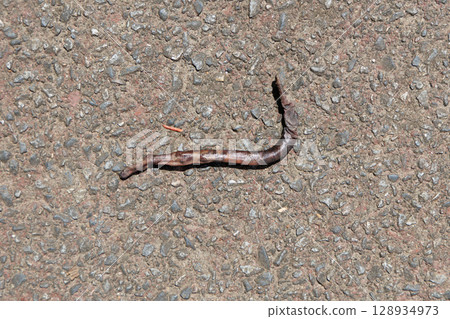死蚯蚓 死蚯蚓 128934973