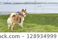 Adorable red Shiba Inu dog happily walking on lush green gras 128934999