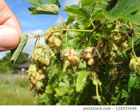 Hops used as raw material for beer Hops used as raw material for beer 128935046