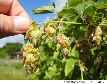 啤酒花用作啤酒原料 啤酒花用作啤酒原料 128935047