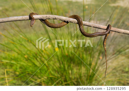 River snake on wooden stick with blurred background 128935295