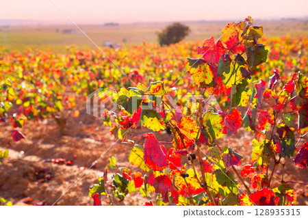 Autumn golden red vineyards in Utiel Requena Autumn golden red vineyards in Utiel Requena 128935315