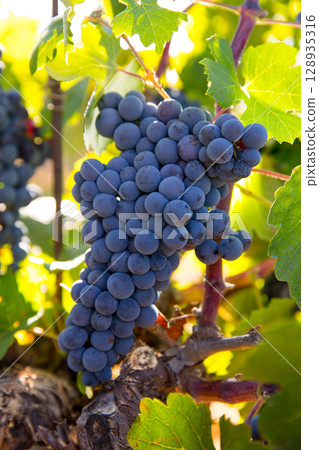 Bobal Wine grapes in vineyard raw ready for harvest 128935316