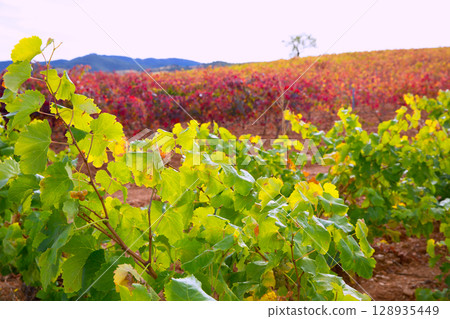 Carinena and Paniza vineyards in autumn red Zaragoza Spain Carinena and Paniza vineyards in autumn red Zaragoza Spain 128935449