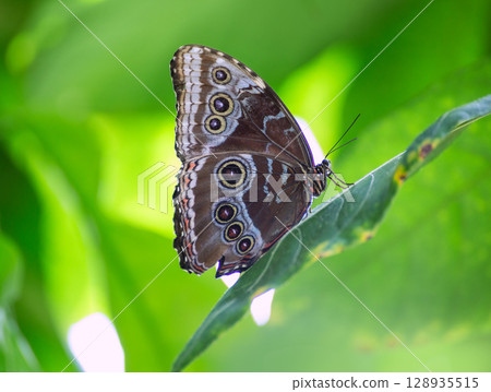 Blue Monrpho Butterfly Peleides in red leaf Blue Monrpho Butterfly Peleides in red leaf 128935515