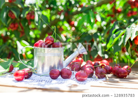 ripe juicy cherry berry in small tin can on lace napkin on table in cherry garden 128935783