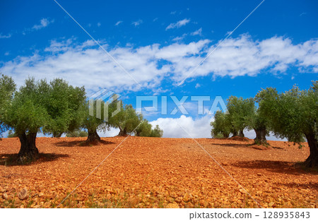 Castile La Mancha olive trees in Cuenca Castile La Mancha olive trees in Cuenca 128935843