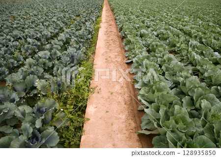 Cabbage fields, rows of vegetable food Cabbage fields, rows of vegetable food 128935850