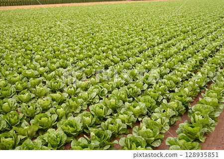 Cabbage fields, rows of vegetable food Cabbage fields, rows of vegetable food 128935851