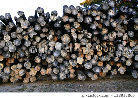 Background pattern of cut tree trunks  128935866