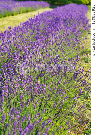 Lavender bushes blooming under warm sunlight in peaceful purple and green summer field background Lavender bushes blooming under warm sunlight in peaceful purple and green summer field background 128935923