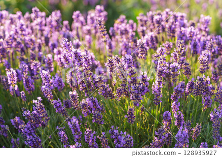 Lavender blossoms glowing in soft evening sunlight during peak summer bloom in a fragrant garden Lavender blossoms glowing in soft evening sunlight during peak summer bloom in a fragrant garden 128935927