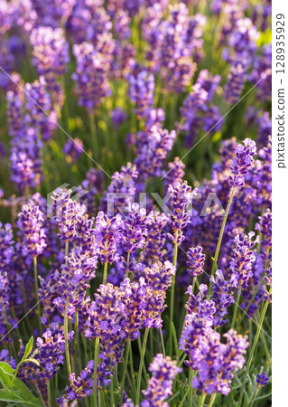 Lavender blossoms glowing in soft evening sunlight during peak summer bloom in a fragrant garden 128935929