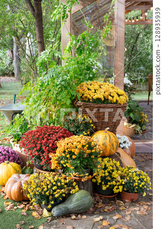 Autumn pumpkin and colorful chrysanthemums in garden setting, perfect for Halloween holiday themes 128935939