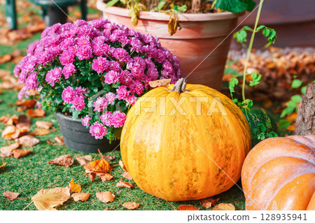 Autumn pumpkin and colorful chrysanthemums in garden setting, perfect for Halloween holiday themes 128935941