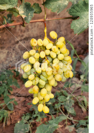 Yellow-white grapes grown in the garden without the use of chemicals, 100% natural grapes hanging on the bushes until autumn 128935965