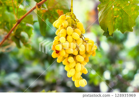 Yellow-white grapes grown in the garden without the use of chemicals, 100% natural grapes hanging on the bushes until autumn Yellow-white grapes grown in the garden without the use of chemicals, 100% natural grapes hanging on the bushes until autumn 128935969