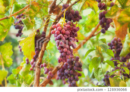 Purple grapes grown in the garden without the use of chemicals, 100% natural grapes, hang on the bushes until autumn 128936066