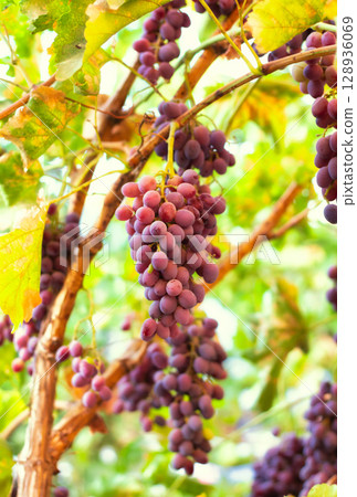 Purple grapes grown in the garden without the use of chemicals, 100% natural grapes, hang on the bushes until autumn Purple grapes grown in the garden without the use of chemicals, 100% natural grapes, hang on the bushes until autumn 128936069
