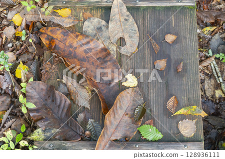 Fallen leaves on a boardwalk in a beech forest Fallen leaves on a boardwalk in a beech forest 128936111