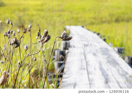 Autumn scenery of Tamahara Marsh and boardwalk in Tamahara, Gunma Prefecture Autumn scenery of Tamahara Marsh and boardwalk in Tamahara, Gunma Prefecture 128936116