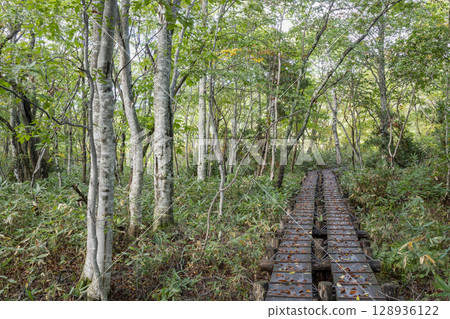 Autumn scenery of Tamahara Marsh and boardwalk in Tamahara, Gunma Prefecture Autumn scenery of Tamahara Marsh and boardwalk in Tamahara, Gunma Prefecture 128936122