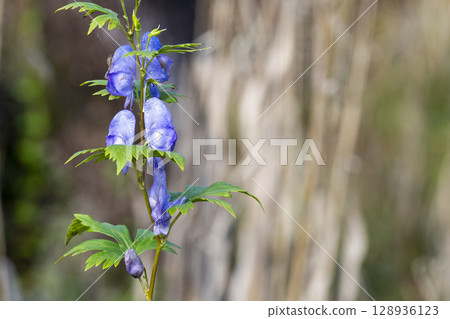 秋天在玉原沼澤發現的紫色烏頭花 128936123