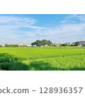 夏季，稻田盛開[埼玉縣] 128936357
