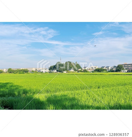 Summer, rice fields in full bloom [Saitama Prefecture] 128936357