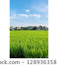 夏季，稻田盛開[埼玉縣] 128936358