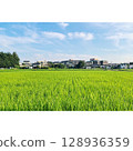 夏季，稻田盛開[埼玉縣] 128936359